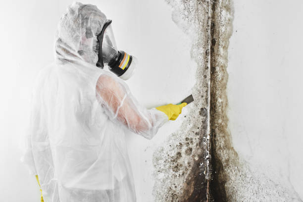 Best Mold Remediation  in Pender, NE
