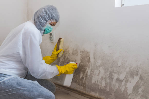 Best Office Mold Removal Services  in Pender, NE