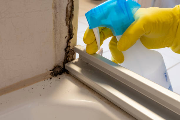 Best Attic Mold Removal  in Pender, NE
