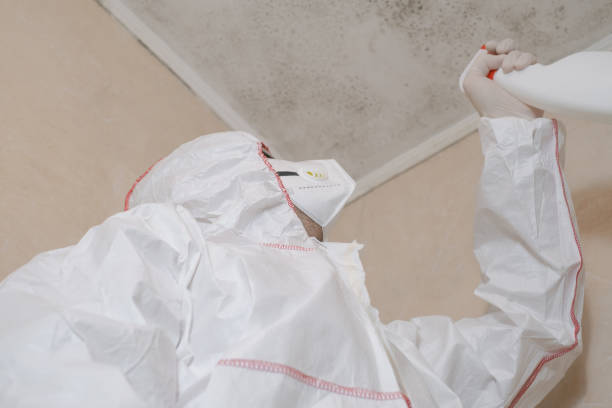 Best Home Mold Removal  in Pender, NE
