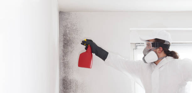 Best Toxic Mold Removal  in Pender, NE