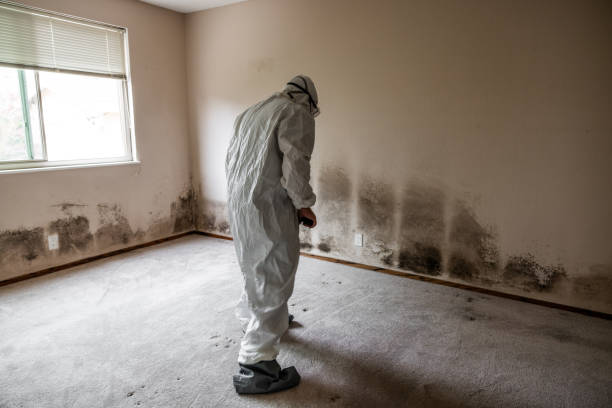 Best Certified Mold Removal  in Pender, NE