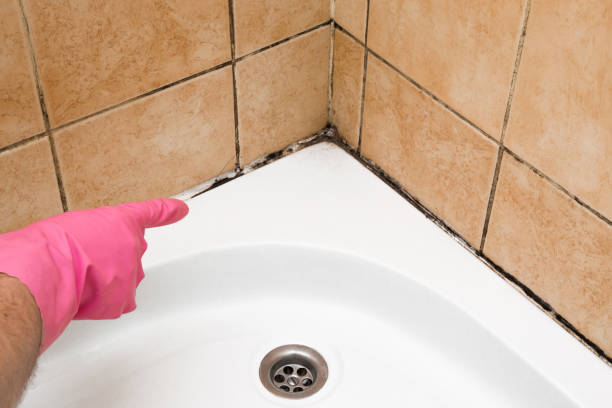 Best Mold Testing  in Pender, NE